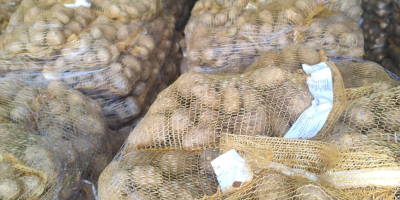 POTATOES-LARGE QUANTITIES. CALIBER TO BE AGREED. EACH PACKAGING. SALES
