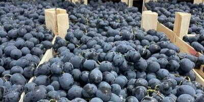 Sprzedam czarne winogrona z Mołdawii. Załadunek tylko TIR 20