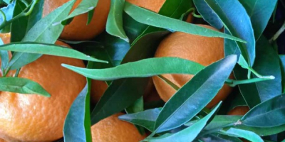 BEZPOŚREDNIO OD PRODUCENTA Natural Clementines Grecja, jakość 1 Jesteśmy