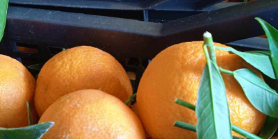 BEZPOŚREDNIO OD PRODUCENTA Natural Clementines Grecja, jakość 1 Jesteśmy