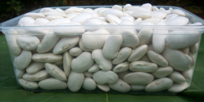 Fasola biała duża, 70-80 szt./kg, produkowana metodami ekologicznymi, opakowanie: