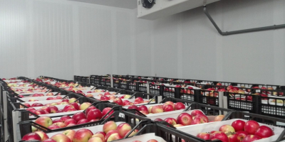 Sprzedaż jabłek Posiadamy własną, nowiutką bazę magazynową ULO (Ultra