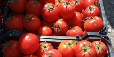 Świeże pomidory / pomidory Eksport z Hiszpanii do Europy