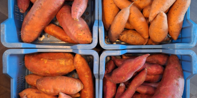 Wysokiej jakości holenderskie słodkie ziemniaki, odporne na planetę, posiadające