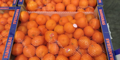Sprzedam 24 palety mandarynki, odmiana - Clemenules. Kraj pochodzenia