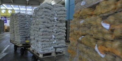Posiadamy na stanie 125 ton niemieckich ziemniaków żółtych pakowanych