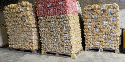 Posiadamy na stanie 125 ton niemieckich ziemniaków żółtych pakowanych