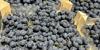 Rozkoszuj się bogatym smakiem mołdawskich winogron, teraz dostępnych w