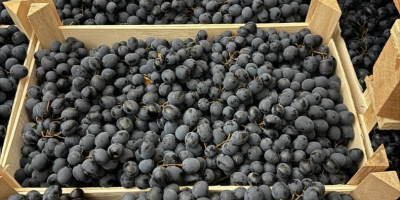 Rozkoszuj się bogatym smakiem mołdawskich winogron, teraz dostępnych w