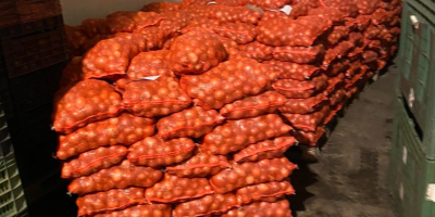 Sprzedam cebulę czerwoną z Węgier. Rozmiar: 40-80 mm Opakowanie:
