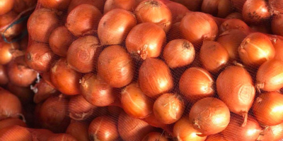 Eksportujemy cebulę odmian holenderskich do celów spożywczych na warunkach