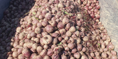 Sprzedaję niekalibrowane buraki w Big Bag. Cena 0,30 €/kg.