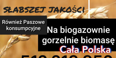 Skup cała Polska zboże kukurydza rzepak paszowe i konsumpcyjne,