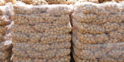 Jakość Świeże ziemniaki hodowlane do sprzedaży hurtowej Specyfikacje świeża