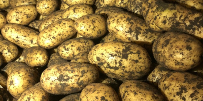Jakość Świeże ziemniaki hodowlane do sprzedaży hurtowej Specyfikacje świeża