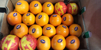 Sprzedam hurtowo pomarańcze Valencia Kraj pochodzenia: Egipt Rozmiary (56,64,72,80,88,100)