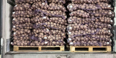 Nasza firma oferuje do sprzedaży ziemniaki różnych odmian (Gala,