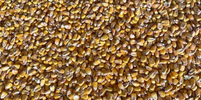 Kukurydza bez GMO. Certyfikat GMP+. Podstawowe wskaźniki jakości. Na