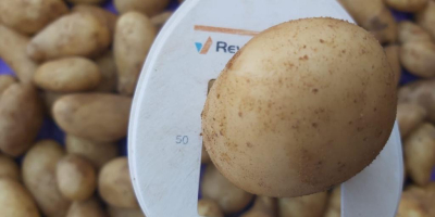 Ziemniaki białe Odmiana: Mondial 55+ Pochodzenie: Egipt Zbiór 2024