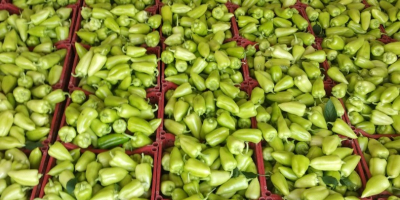 eksport świeżej zielonej papryki z Uzbekistanu Nasza firma w