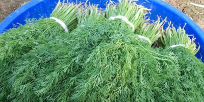 eksport z Uzbekistanu wszelkiego rodzaju świeże warzywa zielone koperkowe