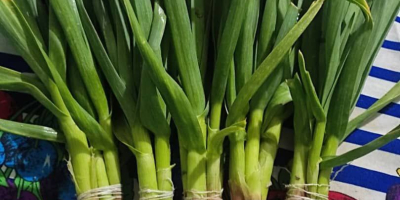 eksport z Uzbekistanu wszelkiego rodzaju świeże warzywa zielone koperkowe