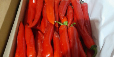fesh czerwone chilli świeże Eksport czerwonych chilli z Uzbekistanu