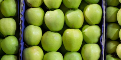 Oferujemy jabłka z Polski wszystkich odmian w dowolnym opakowaniu