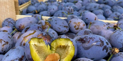 produkujemy i dystrybuujemy: czereśnie, śliwki oraz najsłodszą odmianę winogrona