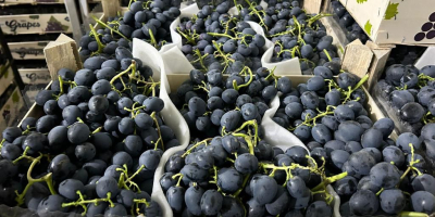 produkujemy i dystrybuujemy: czereśnie, śliwki oraz najsłodszą odmianę winogrona