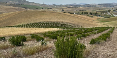 SPRZEDAM ROZMARYN ORGANICZNY DO ZBIORU Z POLA (SYCYLIA, CALTANISSETTA)