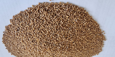 Gorczyca biała/ White mustard seeds Cena FCA Osina Mała