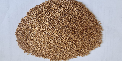Gorczyca biała/ White mustard seeds Cena FCA Osina Mała