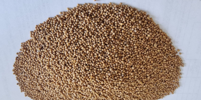 Gorczyca biała/ White mustard seeds Cena FCA Osina Mała