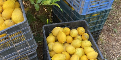 Cytryny organiczne z pola na stół, dobrej jakości z