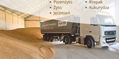 Skupujemy zboża : pszenica, pszenżyto , żyto , owies