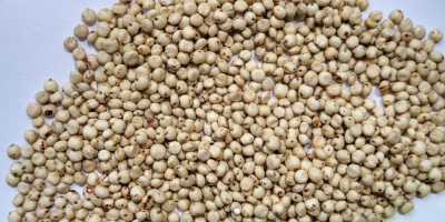 Sprzedam sorgo białe, czystość 98%, wilgotność do 14,5%, opakowanie