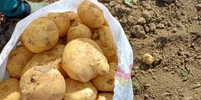 Zajmujemy się hurtową sprzedażą ziemniaków rumuńskich. pojemnik: worek, siatka,