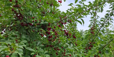 WIŚNIE - Wiśnie sprzedawane są z planowym wytrząsaniem na