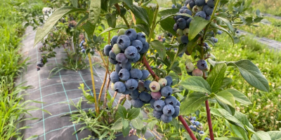 Sprzedam borówkę hodowlaną, z 4-letniej plantacji. Borówki uprawiane są