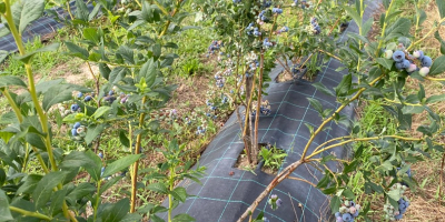 Sprzedam borówkę hodowlaną, z 4-letniej plantacji. Borówki uprawiane są