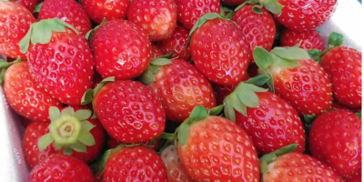 Wielka Wyprzedaż - Strawberry Global Gap bezpośrednie świeże truskawki