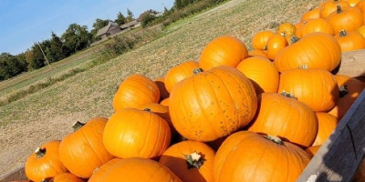 Podejmę współpracę jeśli chodzi o dostawę dyni Halloween. Posiadam