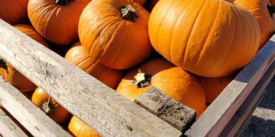 Podejmę współpracę jeśli chodzi o dostawę dyni Halloween. Posiadam