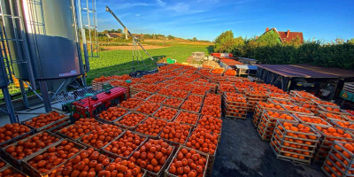 Podejmę współpracę jeśli chodzi o dostawę dyni Halloween. Posiadam