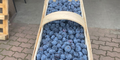 Witam posiadam borówkę Amerykańską w większych ilościach 64 hektarów.