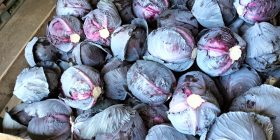 Oferujemy do sprzedaży kapustę białą z przeznaczeniem zarówno na