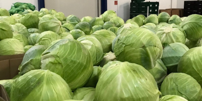 Oferujemy do sprzedaży kapustę białą z przeznaczeniem zarówno na