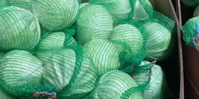 Oferujemy do sprzedaży kapustę białą z przeznaczeniem zarówno na