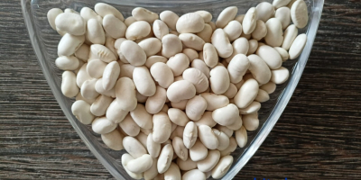 Fasola biała Jaś piękny, fasola czarna, fasola czerwona, fasola